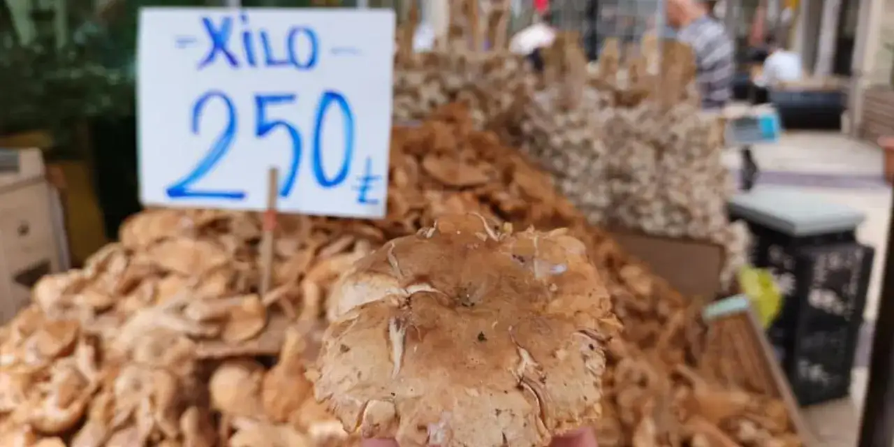 Ordu’da tirmit bolluğu yaşanıyor! Fiyatlar düştü