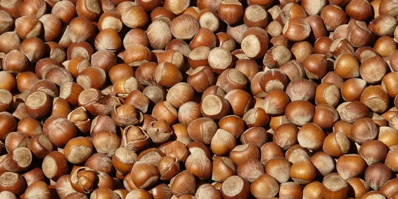 Giresun'da Ağustos’ta ticaret borsalarında 17 bin tonu aşkın fındık satıldı!