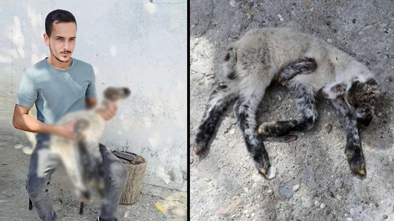 5 bacaklı kuzu görenleri hayrete düşürdü!