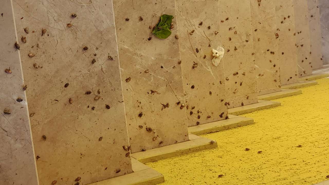 Trabzon’da evler kokarca istilasına uğradı: Vatandaşlar tedirgin