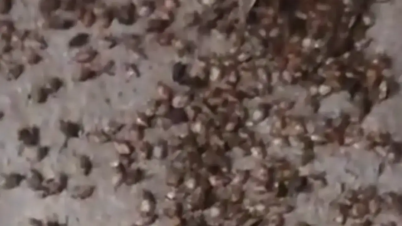 Trabzon’da kahverengi kokarca evlere dadandı! Kısa sürede yayıldı