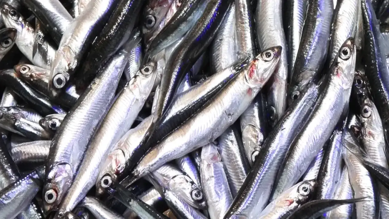 Trabzon'da hamsi sezonu bereketli başladı! Tezgahlar doldu taştı