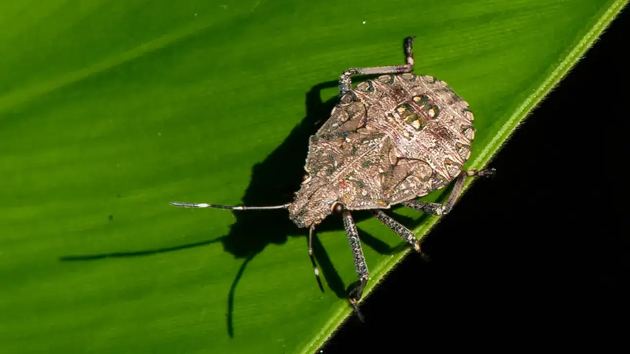 Milletvekili Aydın’dan kahverengi kokarca uyarısı: “Vatandaş çaresiz, üretici endişeli”