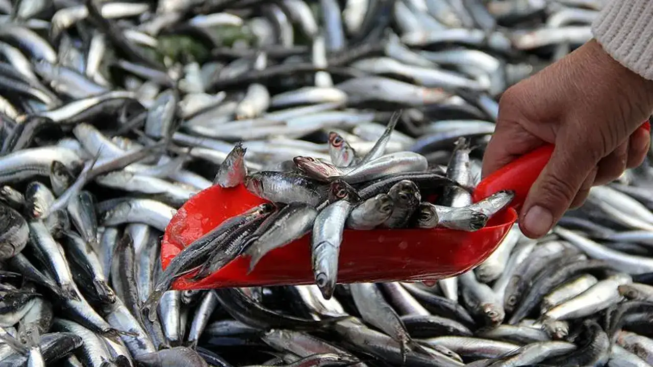 Trabzonlu balıkçılardan müşteri isyanı! "Fiyat uygun ama alan yok"