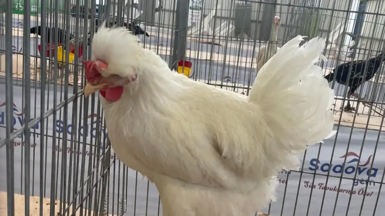 Karadeniz'in "Gugulli"si Balıkesir'de ilgi odağı oldu!