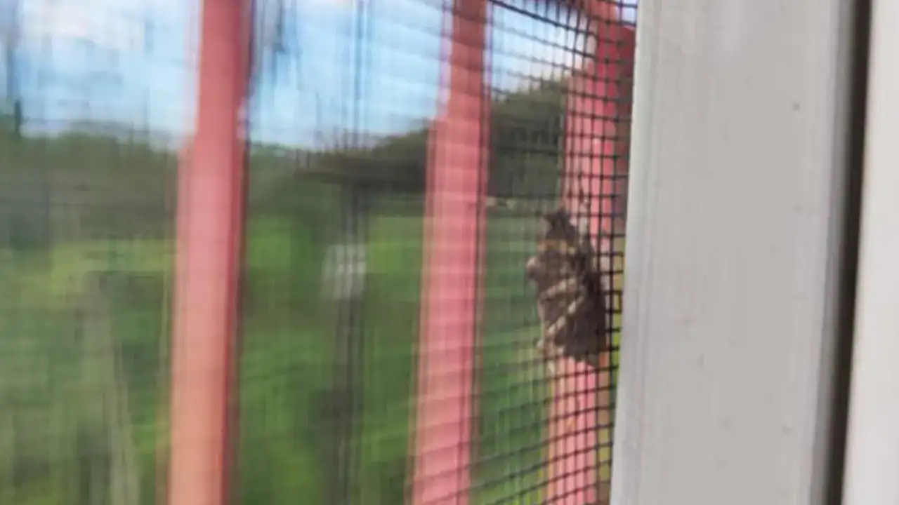 Samsun'da kahverengi kokarca böceğine karşı üreticilere uyarı yapıldı!