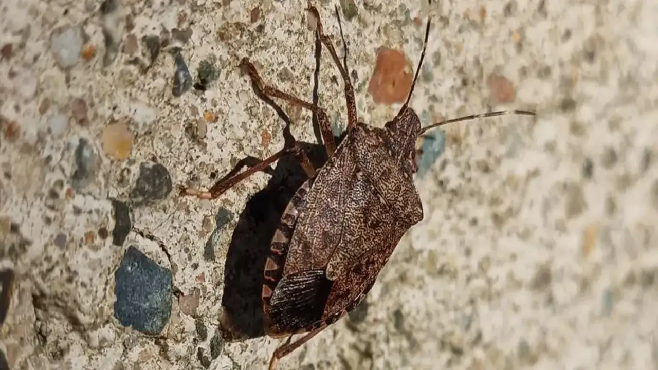 Samsun'da kahverengi kokarca kışlaklara yöneliyor! Ziraat Odası Başkanı’ndan önemli uyarı