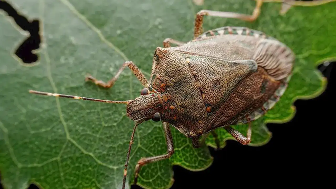 Kahverengi Kokarca ile mücadele için flaş iddia!