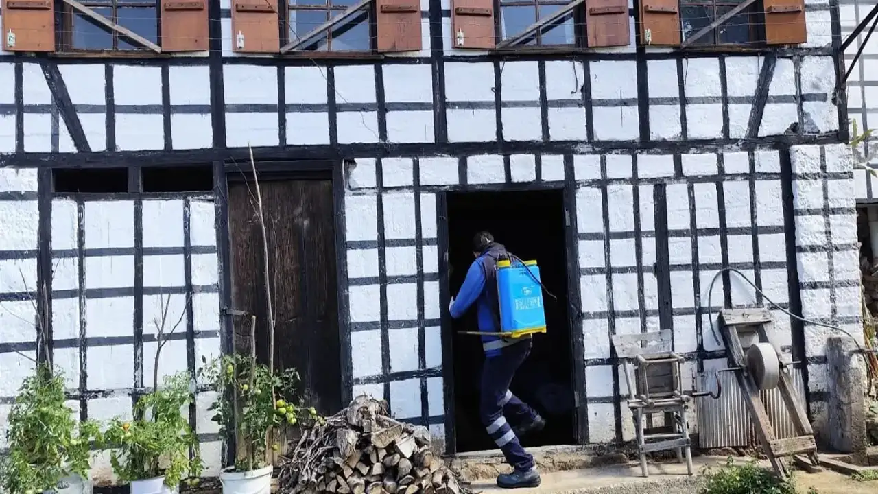 Trabzon'da kahverengi kokarca ile mücadele ediliyor!