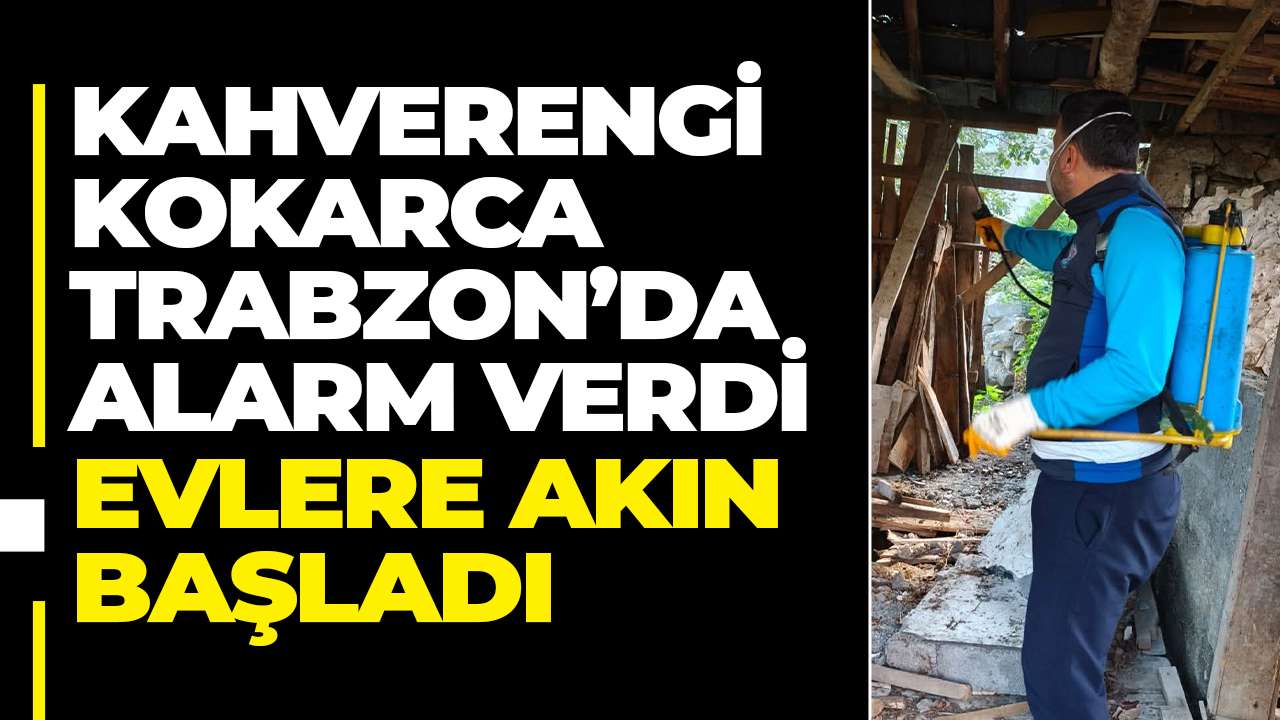 Kahverengi kokarca Trabzon’da alarm verdi! Evlere akın başladı