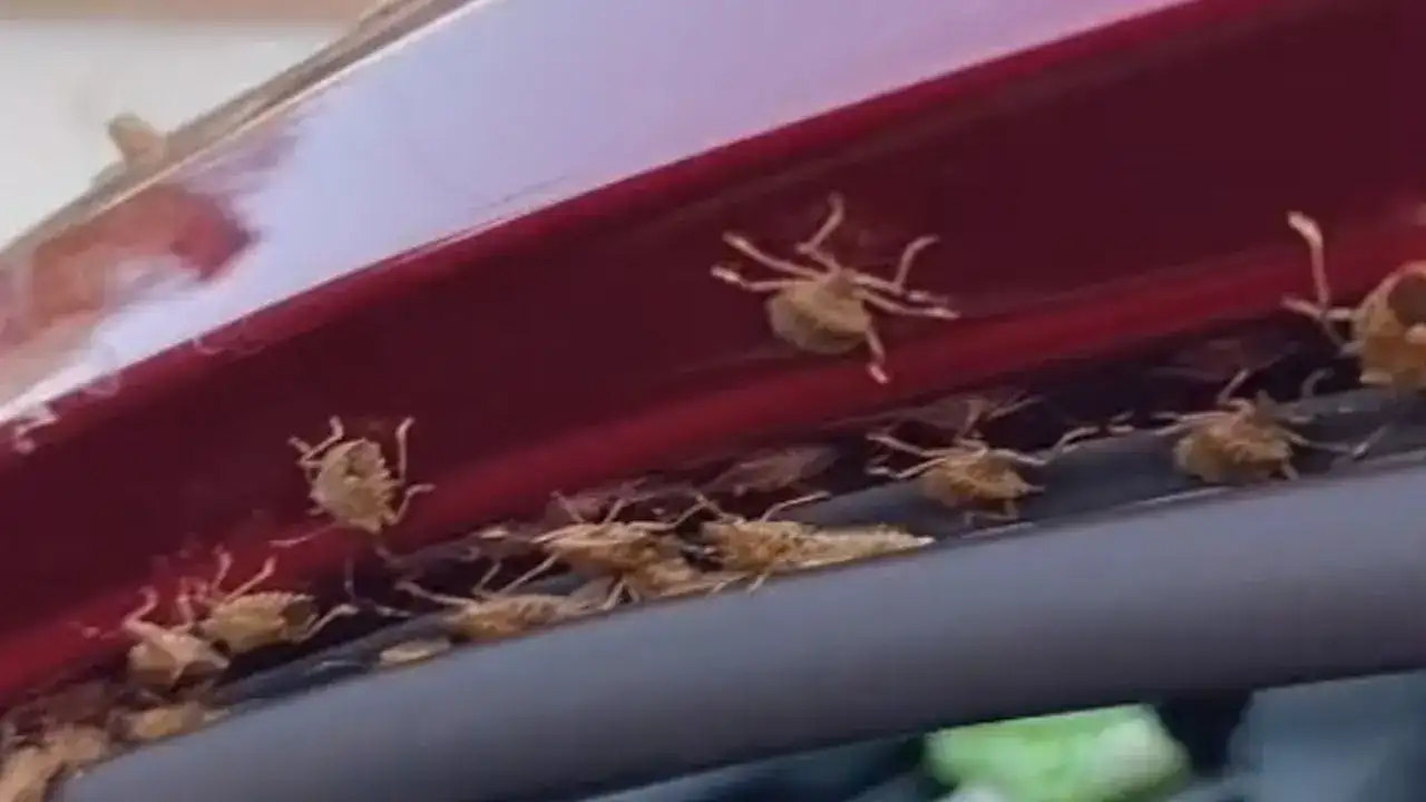 Giresun’da da istila başladı! Evler ve araçlara dadandılar