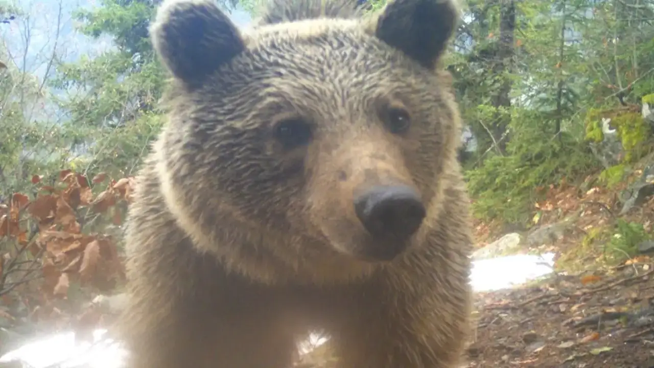Uzmanından açıklama! ‘Çok fazla artış var"
