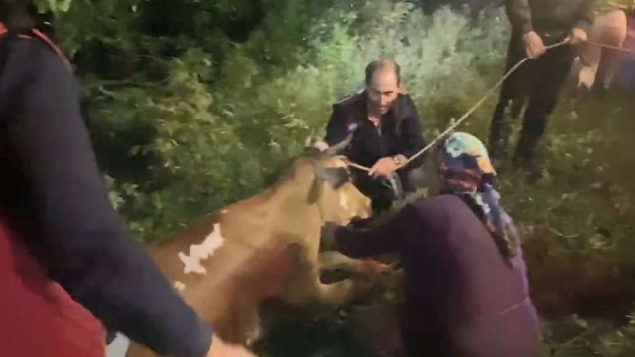 Uçuruma yuvarlanan inek için ekipler seferber oldu!