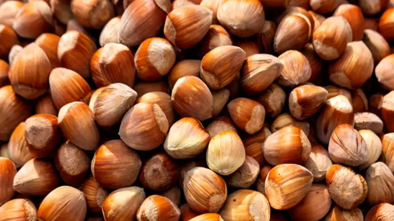 Trabzon fındık ihracatında zirvede! 120 ülkeye dış satım yapılıyor