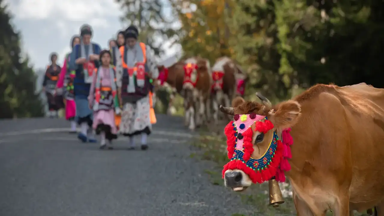 Trabzon Şalpazarı'nda göç geleneği devam ediyor!