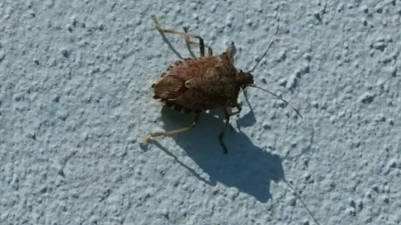 Trabzonlu vatandaştan kahverengi kokarca isyanı! Acil çözüm bekleniyor