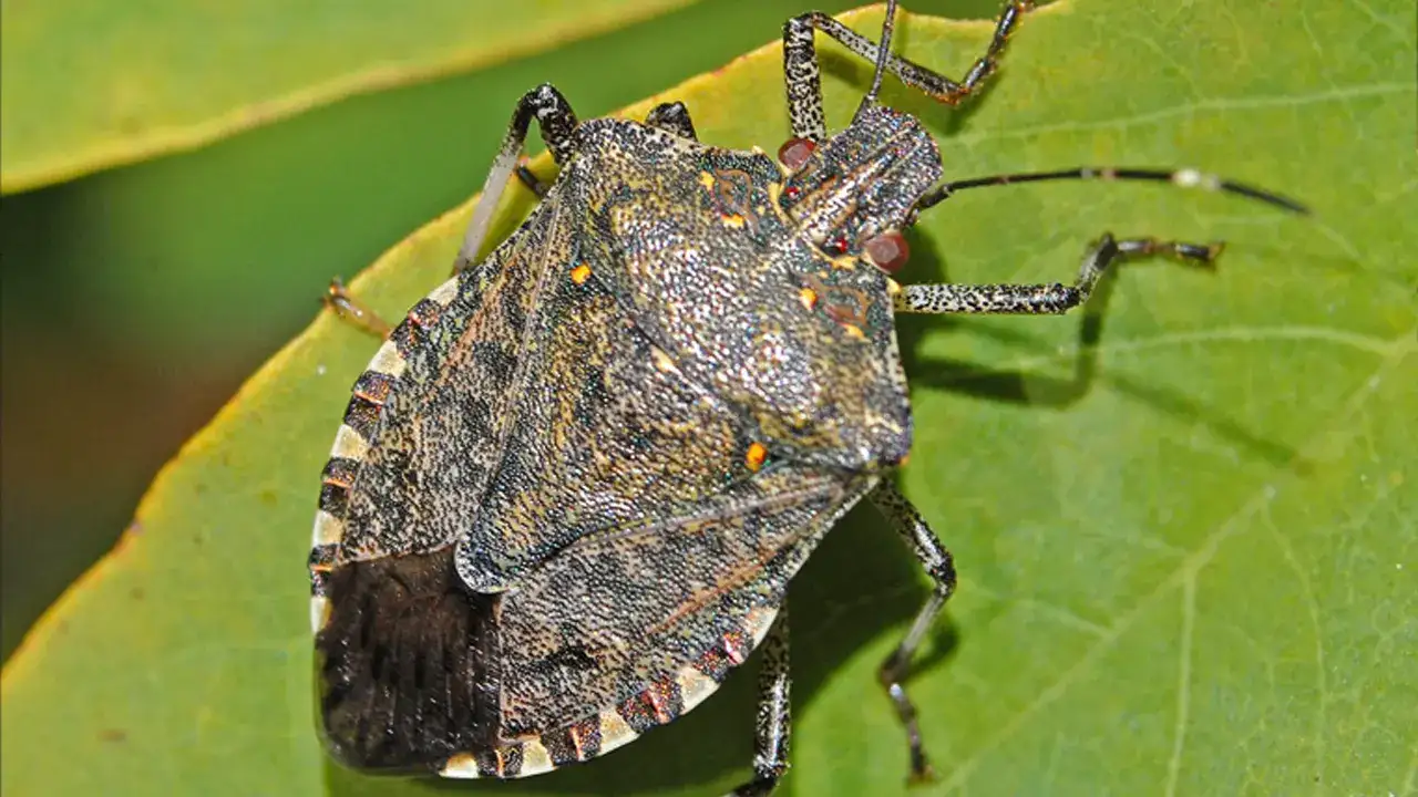 Trabzon’da kahverengi kokarca için açıklama geldi! İşte yapılması gerekenler