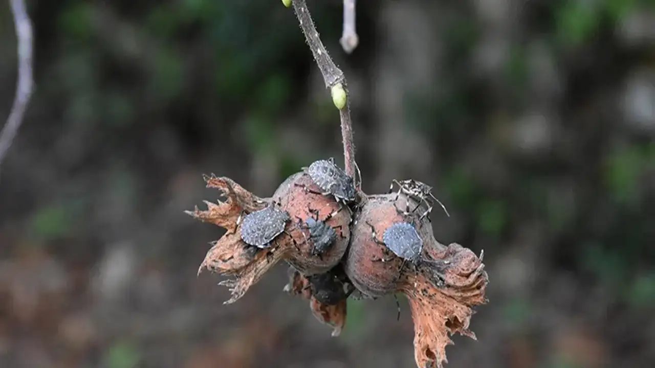 Trabzon'da kritik “Kahverengi Kokarca” uyarısı! "Ekonomik, ekolojik ve sosyal bir krizle karşı karşıyayız”