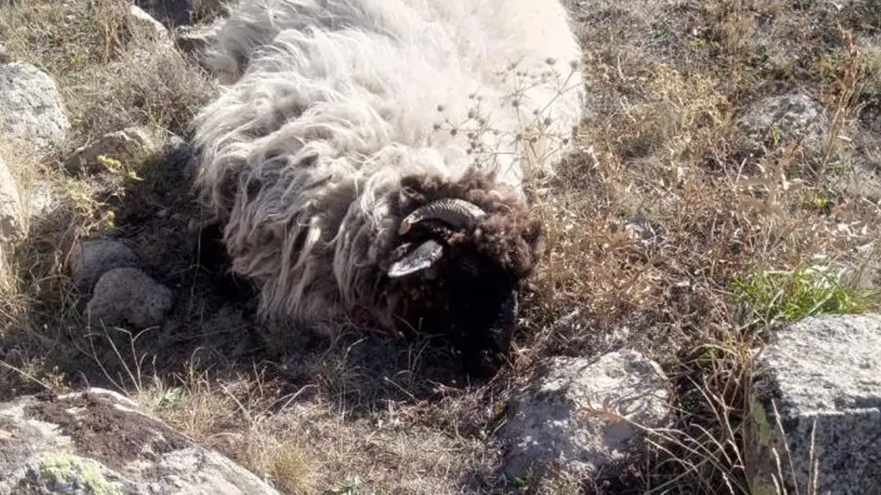 Giresun’da ayılar koyunlara saldırdı! 5’i telef oldu, 18’i kayıp