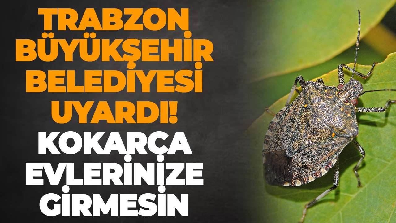 Trabzon Büyükşehir Belediyesi uyardı! Kokarca evlerinize girmesin