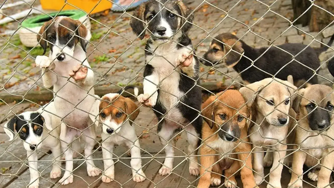 Trabzon’da sahipsiz hayvanlar için önemli adım! Birlik kuruluyor