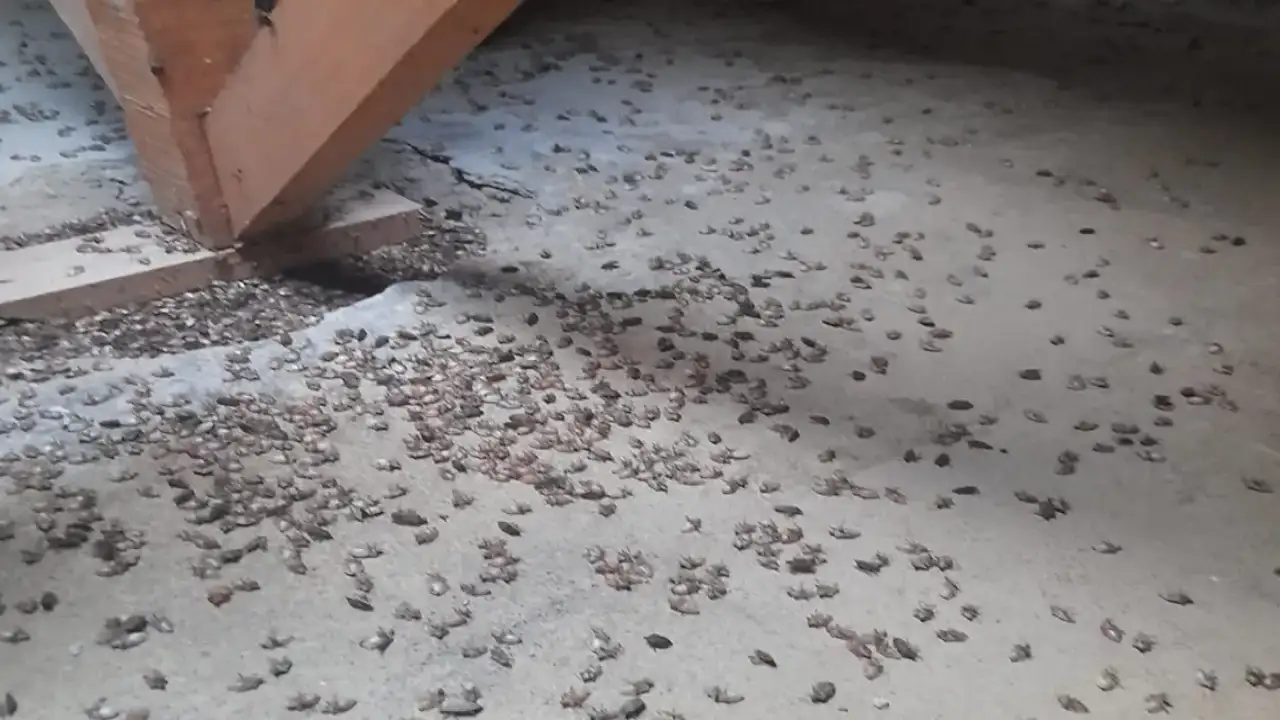 Trabzon'da kahverengi kokarca istilası bitmiyor!