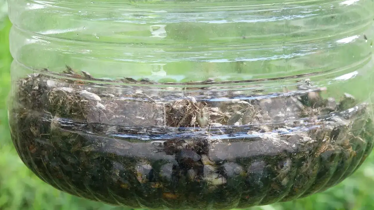 Trabzon’da kahverengi kokarca istilası büyüyor! “Kıtlığa az kaldı”