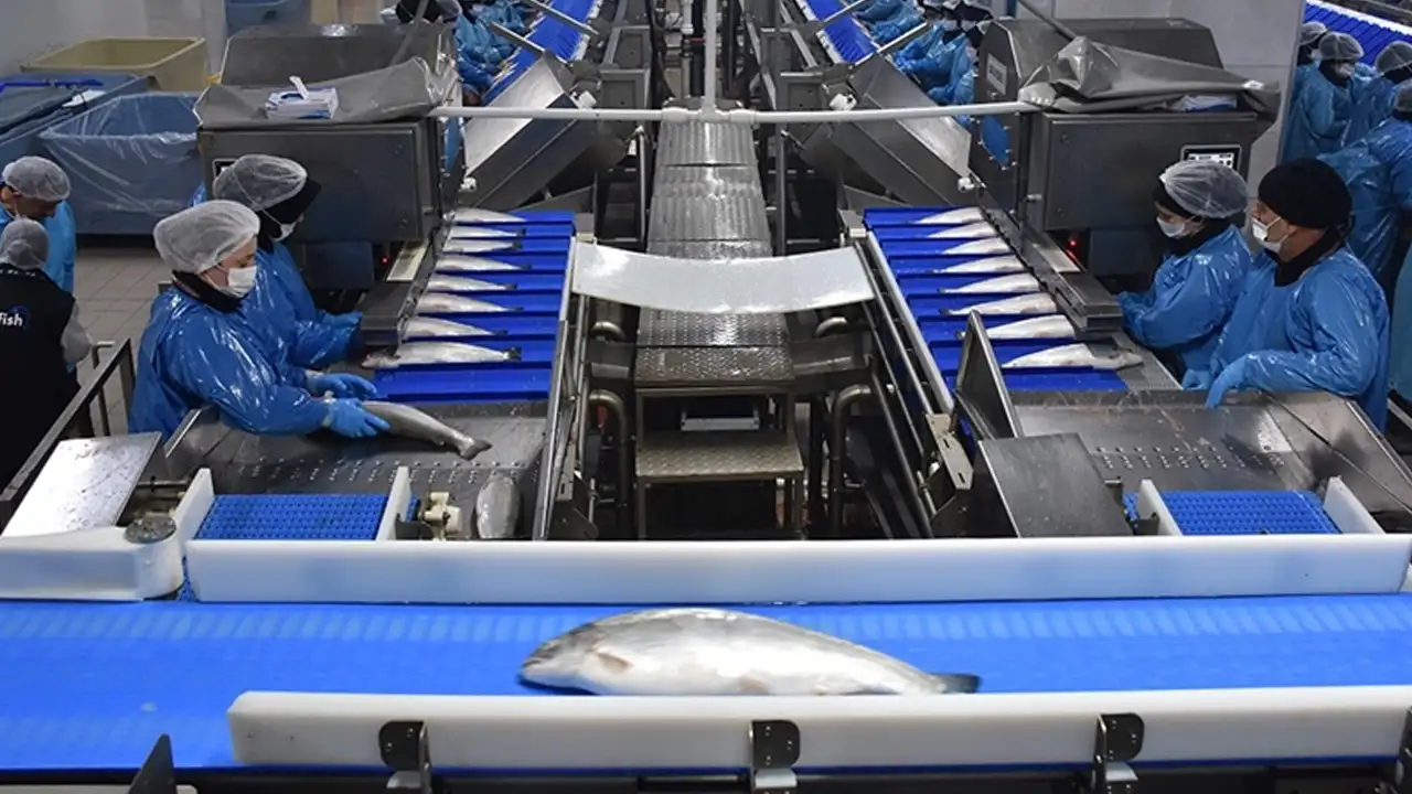 Türk somonu dünya sofralarında: 9 ayda 368 milyon dolarlık ihracat geliri