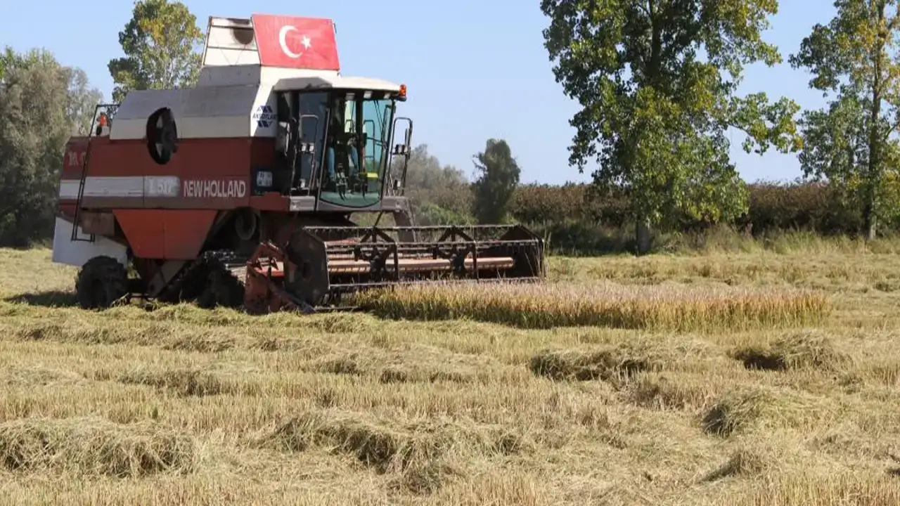 Samsun Çarşamba Ovası’nda çeltik hasadı bereketli başladı! Üretici verimden memnun