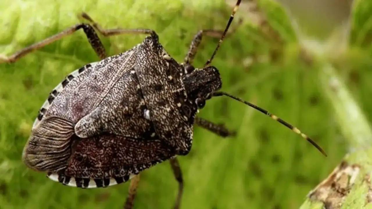 Trabzon’da kahverengi kokarcada son durum ne? İşte yapılan çalışmalar