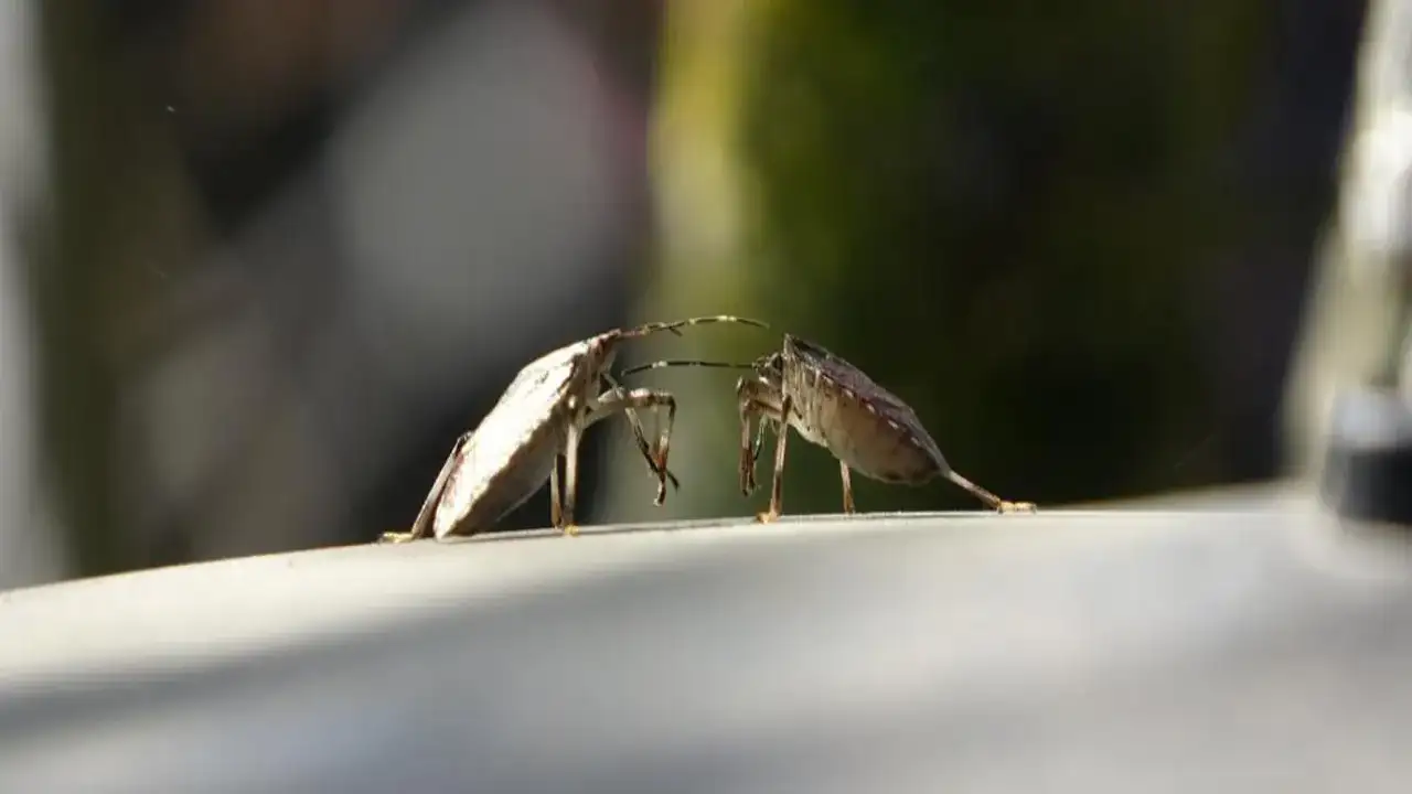 Trabzon'da kahverengi kokarca istilası devam ediyor!