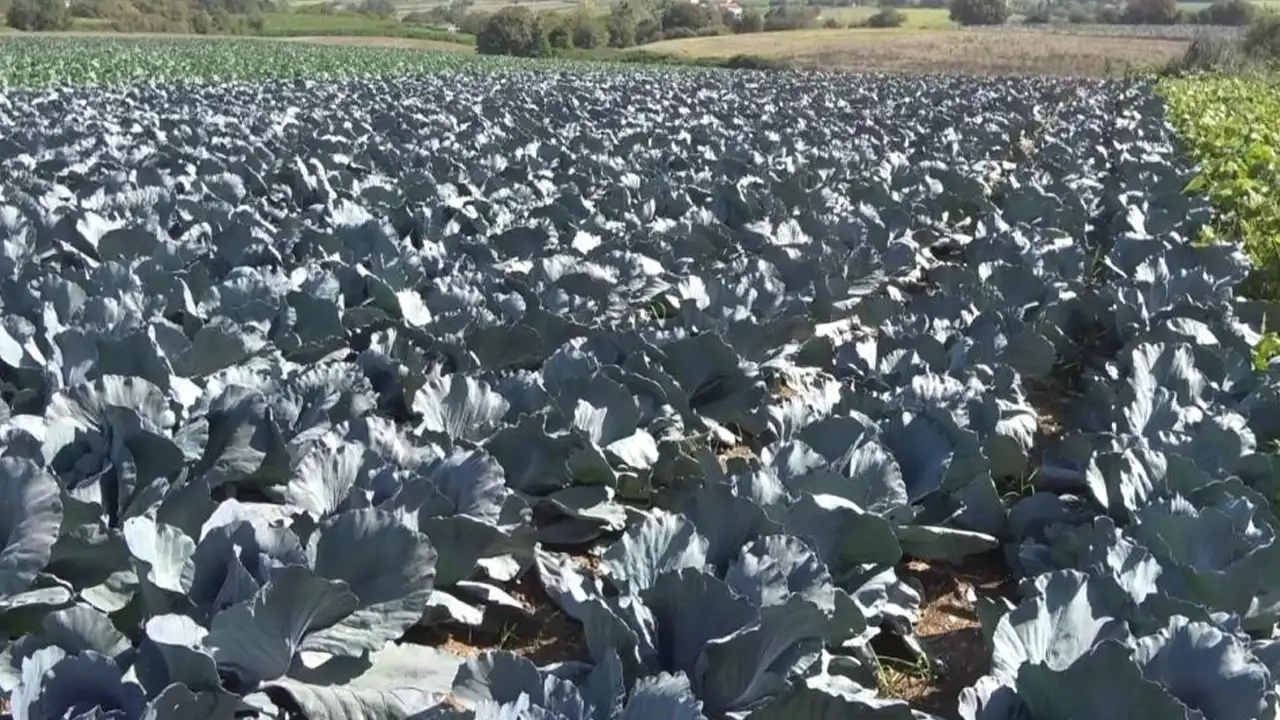 Samsun'da 100 bin dekar alan toprakla buluştu!