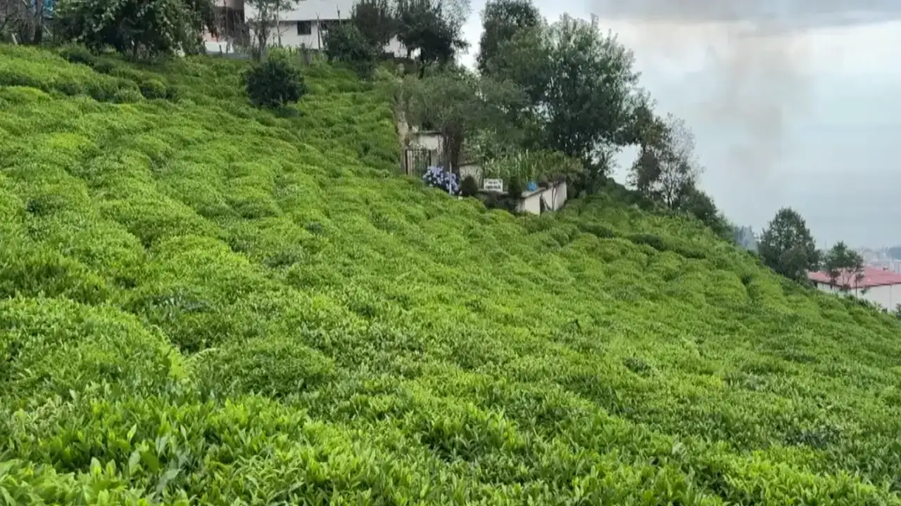 ÇAYKUR’dan rekor hedef! Bu yıl 800 bin ton yaş çay alımı