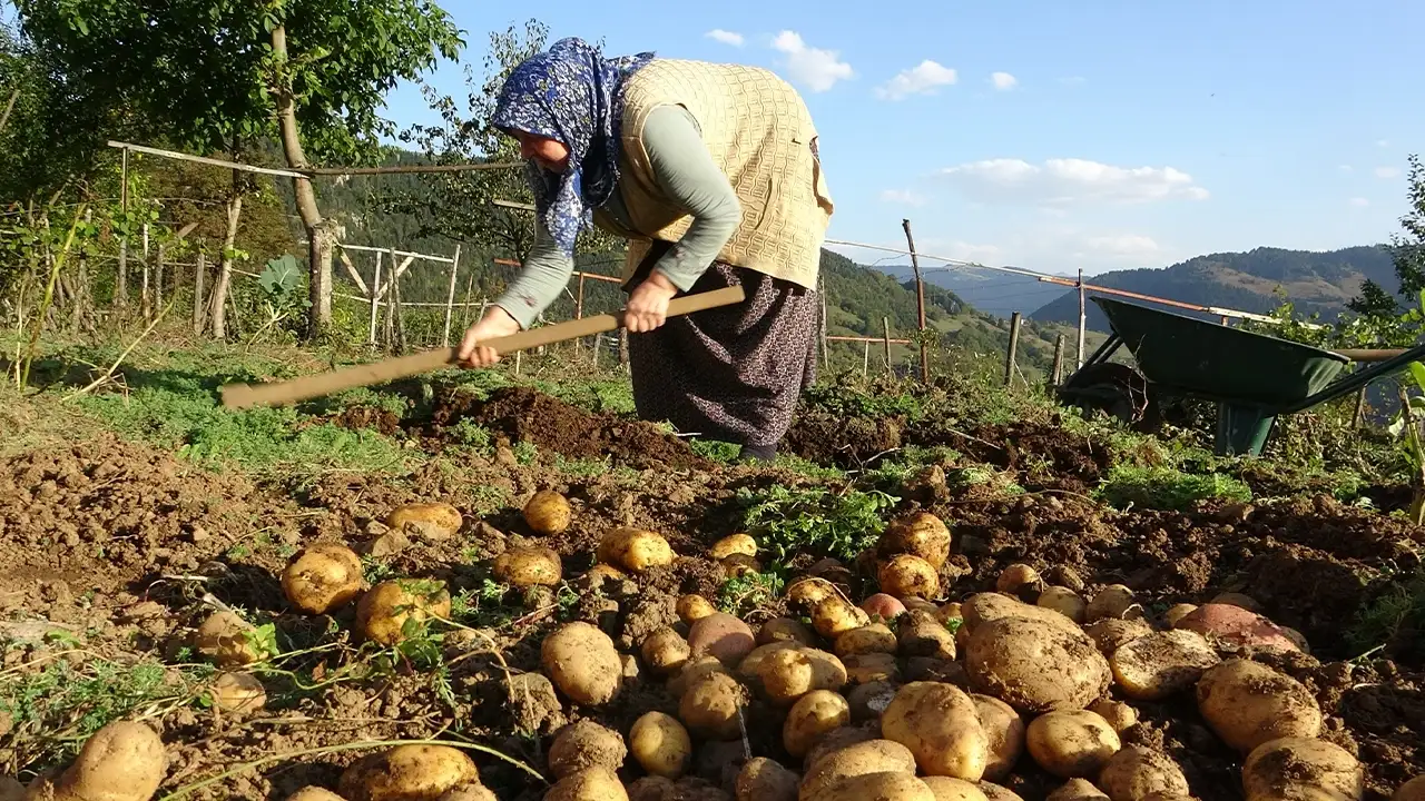 Giresun'da patates hasadı hüsranı: "Bu sene daha az verim alıyoruz"