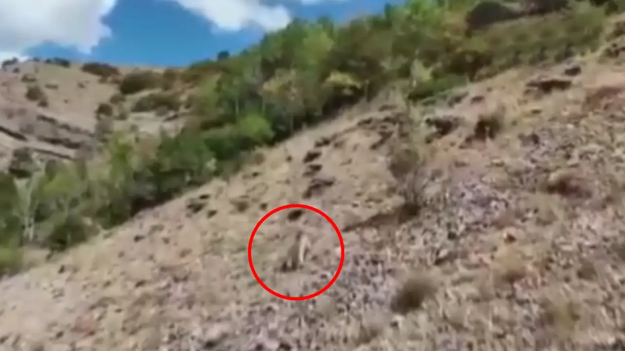 Bayburt’ta yavru ayı alarmı! Köylüler ve ekipler seferber oldu