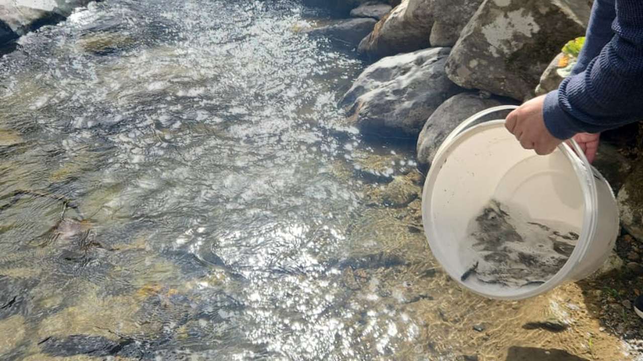 Çaykara’da doğaya destek: Haldizen Deresi’ne yavru Alabalık takviyesi!