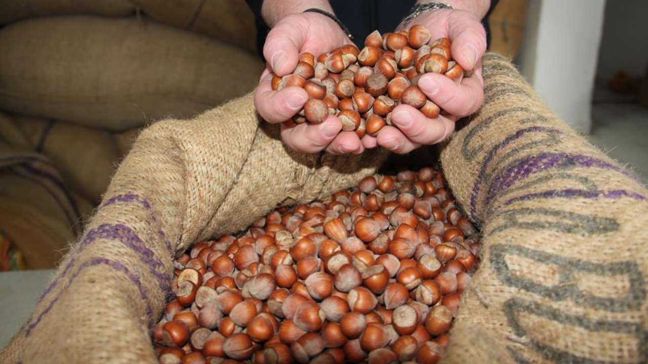 Bölgemizde fındıkta sert düşüş: Fiyatlar geriledi!