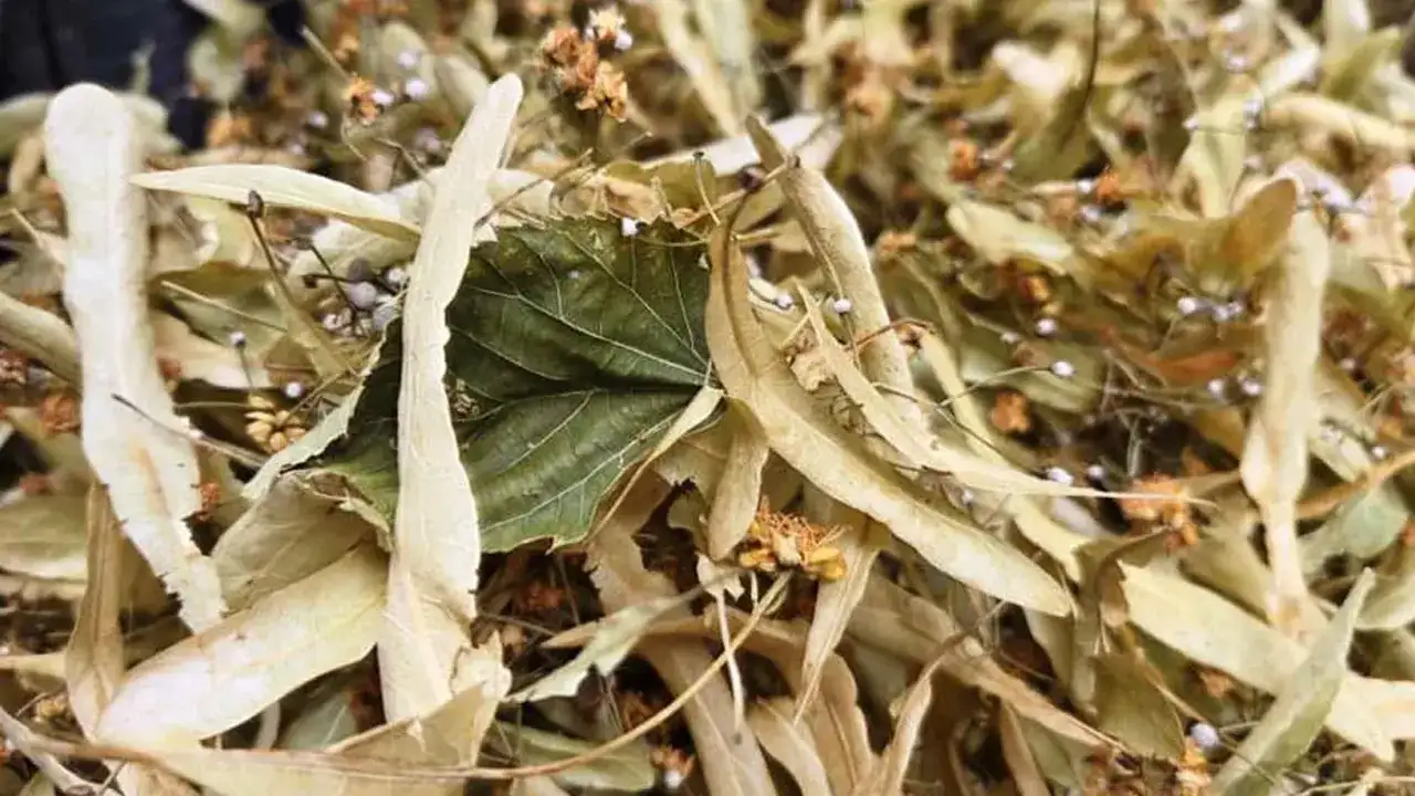 Samsun kış ile birlikte ıhlamura ilgi arttı!