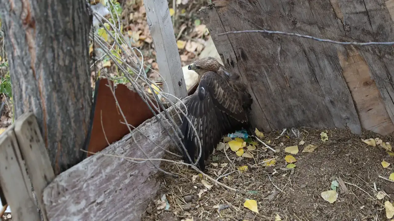 Bayburt'ta yaralı bulunan kızıl şahin tedavi altına alındı!