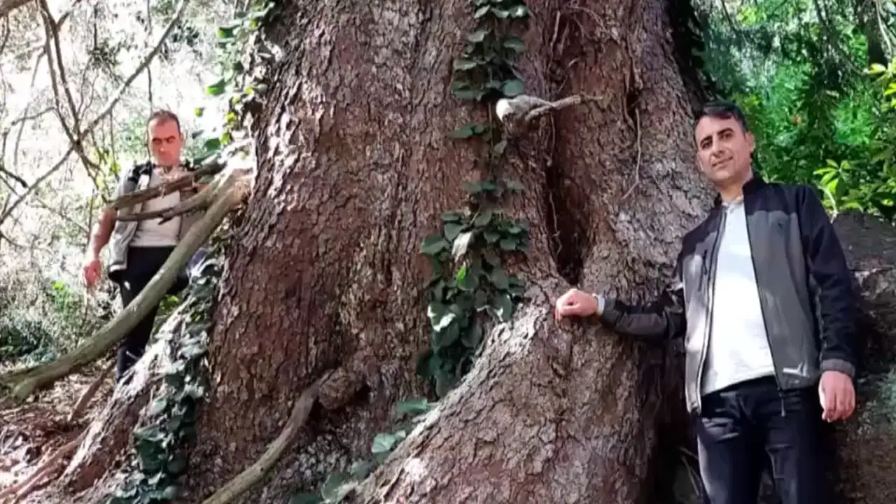 Dünyanın en büyük doğu ladini Artvin'de!