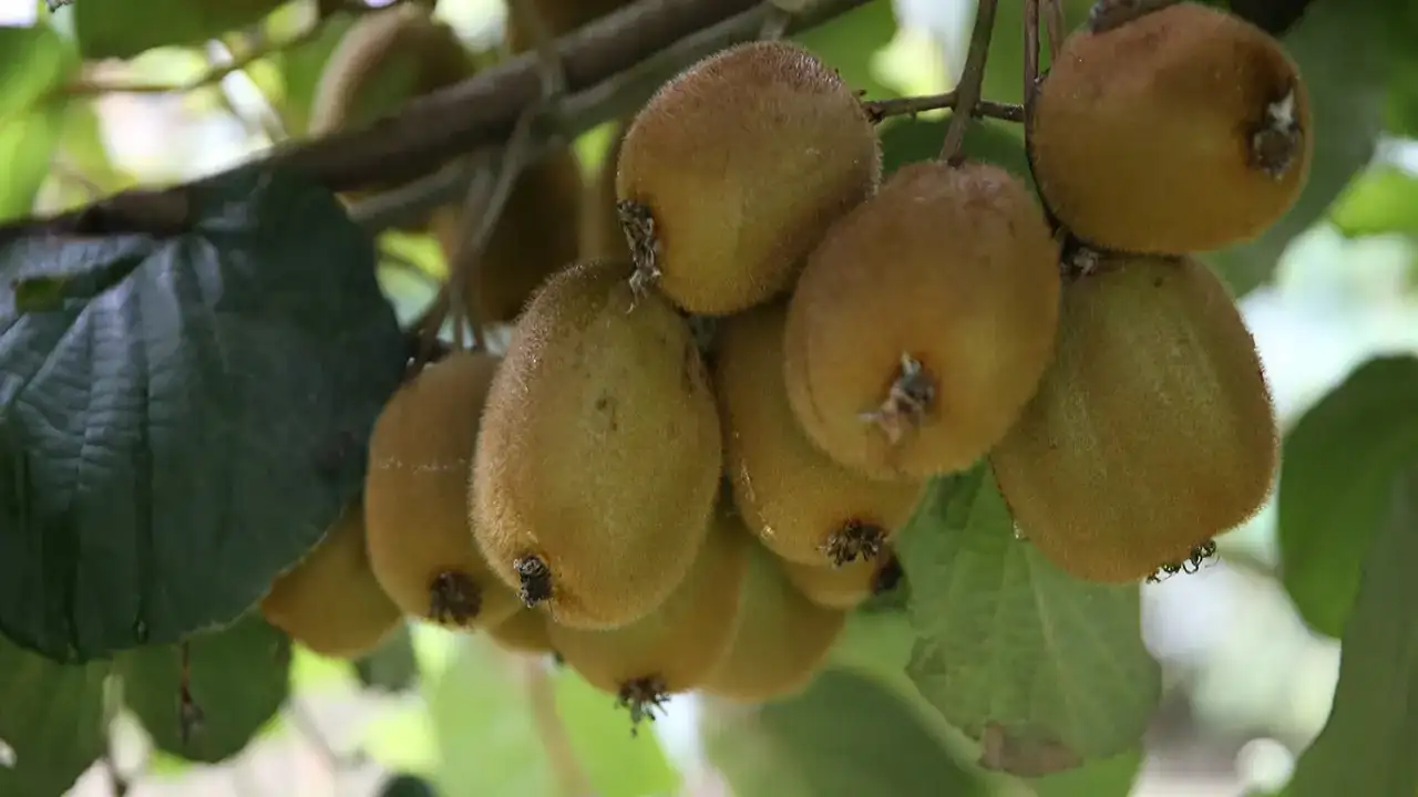 Ordu kivisinde fiyatlar belli oldu: Rekolte düştü, kalite korundu