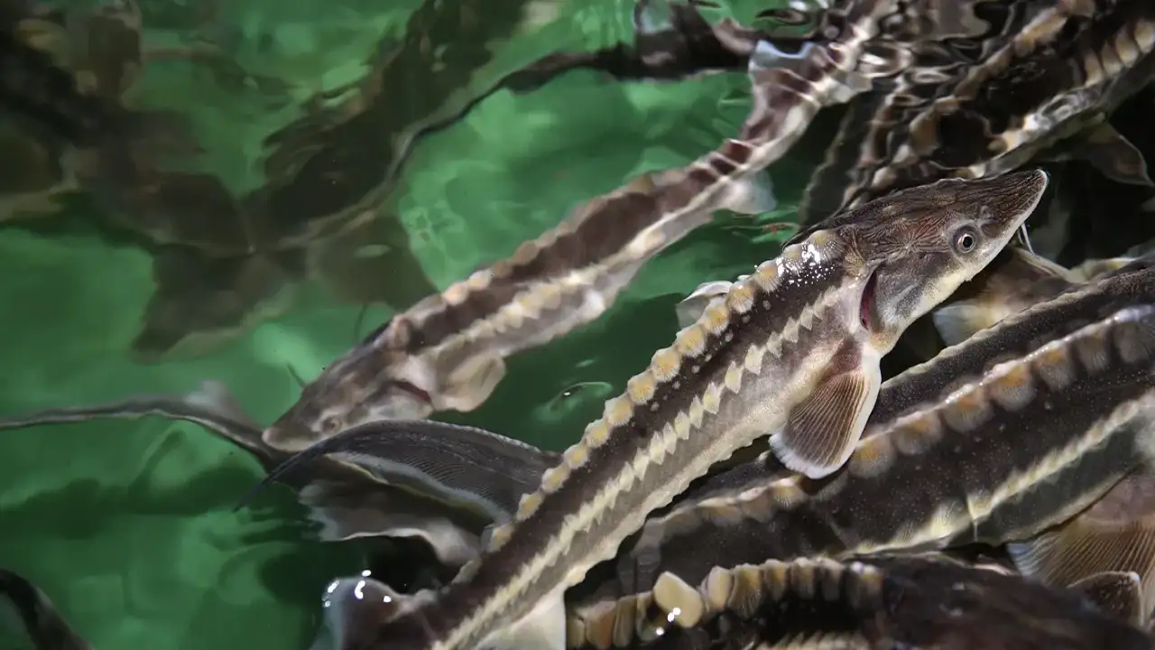 RTEÜ’den nesli tükenme tehlikesindeki mersin balığına yaşam projesi