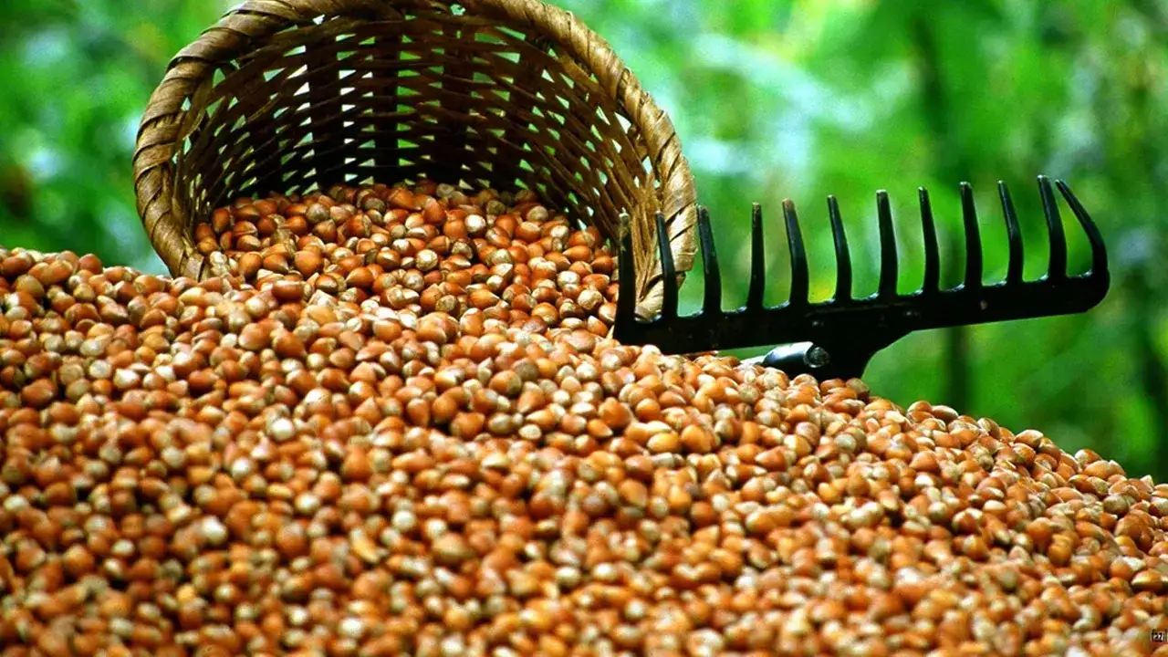 Trabzon’da fındık piyasasında hareketlilik sürüyor