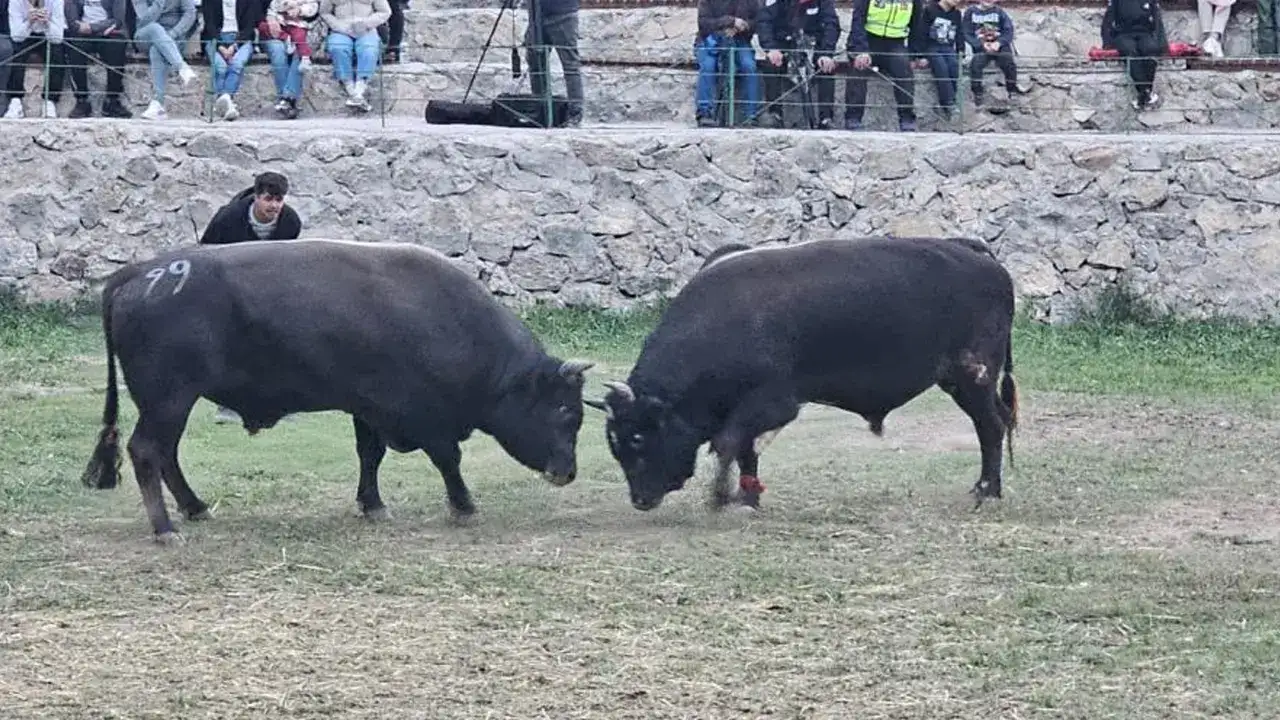Artvin’de ertelenen boğa güreşleri festivali tamamlandı