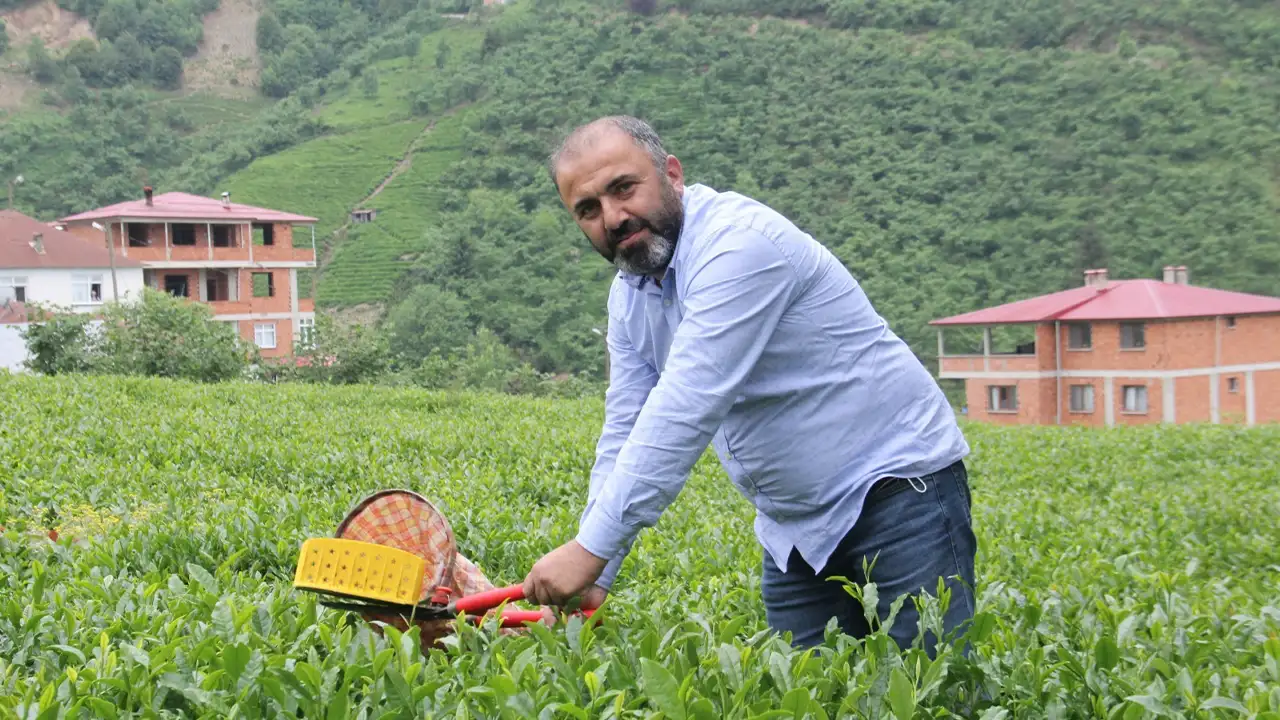 Türkiye çay sektöründe kriz: Üretici zararda, paketleme firması kazançta