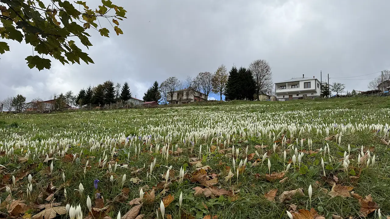 Sonbaharın habercisi Vargit çiçekleri yaylalarda son kez açtı