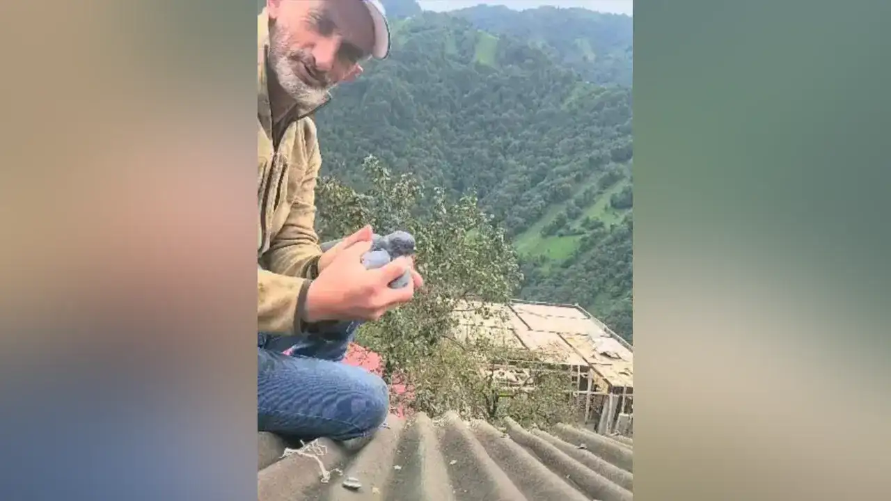 Rize’de köy sakinin dikkatli bir güvercinin hayatını kurtardı