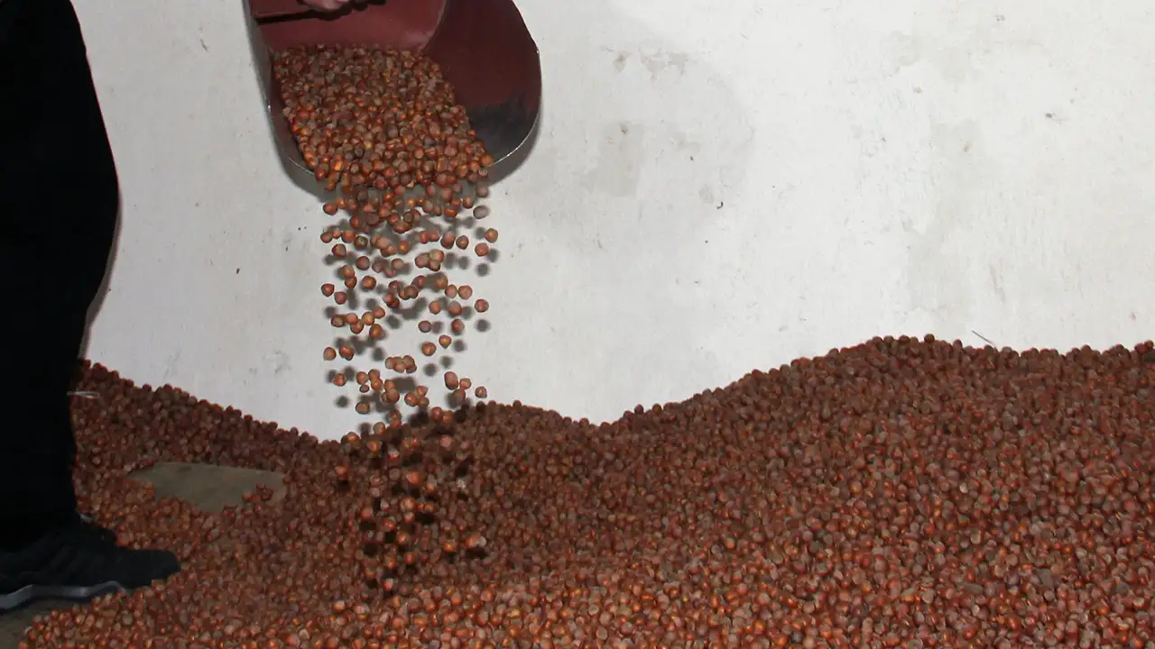 Giresun fındığında büyük fark: Tarım Kredi TMO’yu solladı