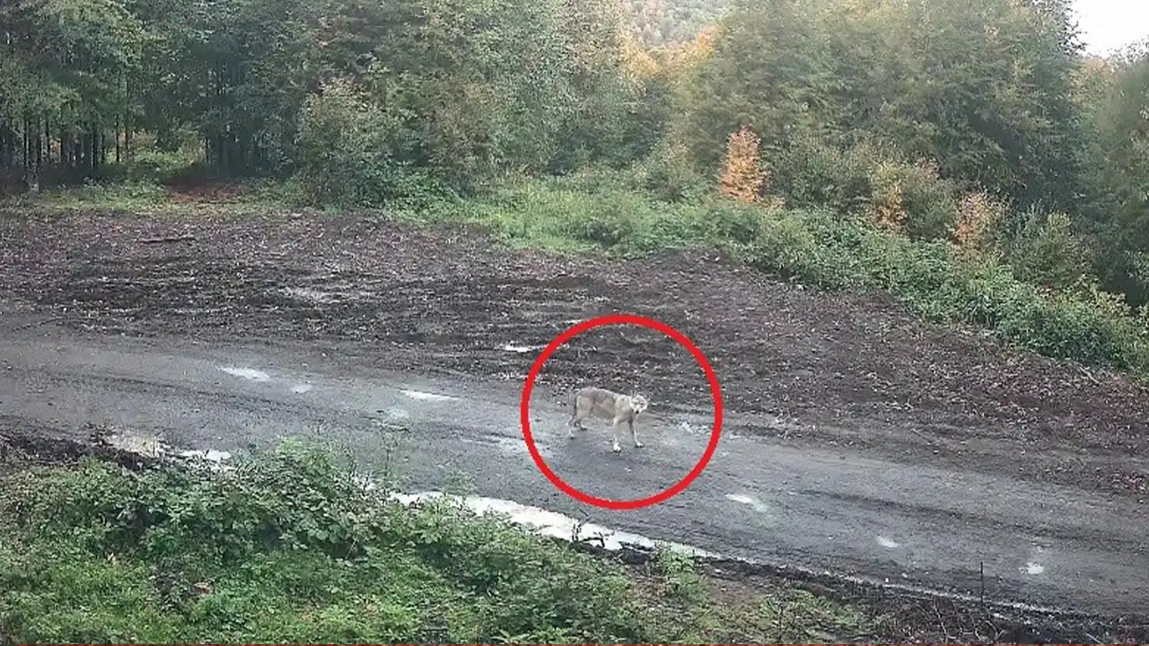 Ordu Kumru’da kurt sürüsü fotokapana yansıdı