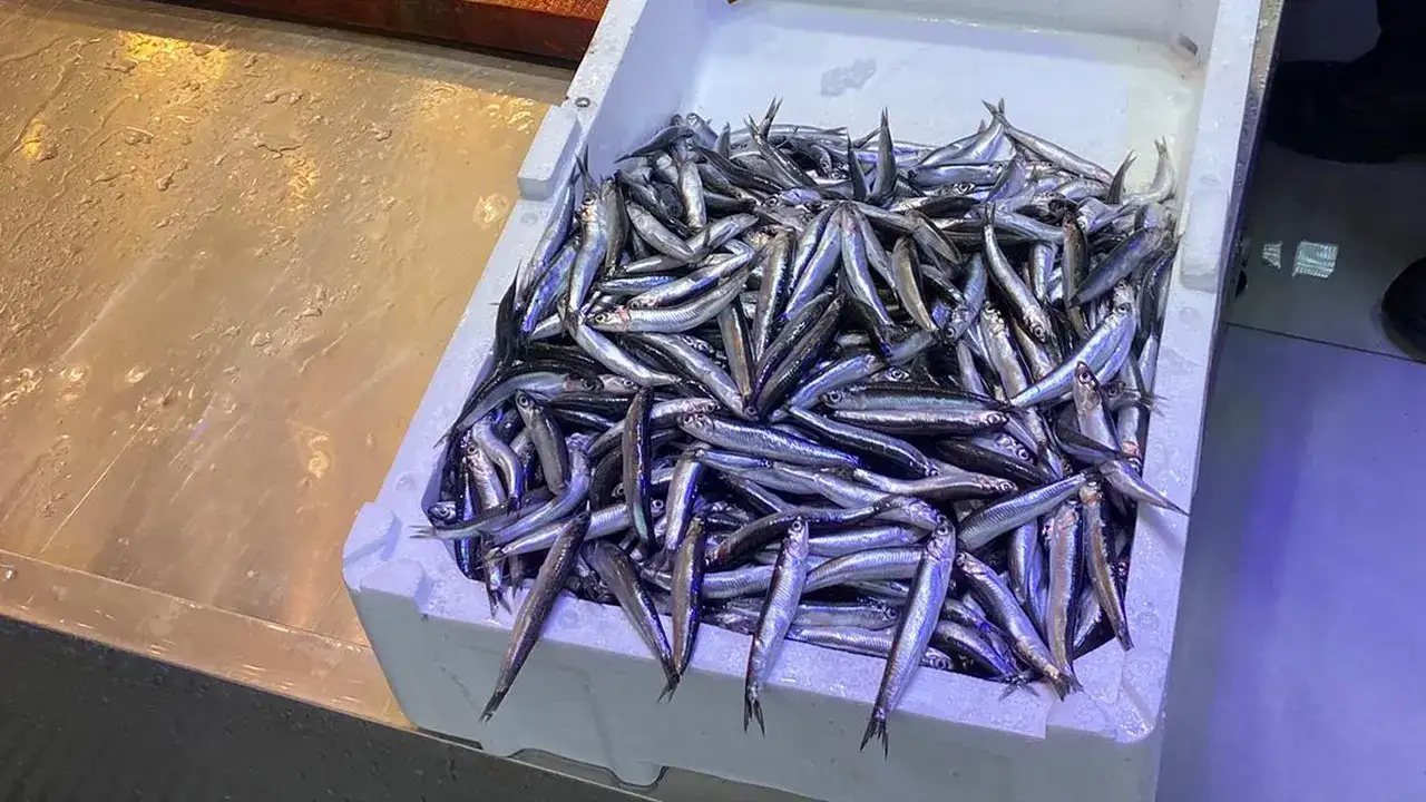 Trabzon’da balıkçılara kesilen cezalara sert eleştiri: Kendi başlarına karar alıyorlar